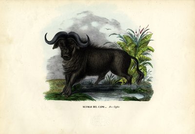 Afrikanischer Büffel, 1863-79 von Raimundo Petraroja